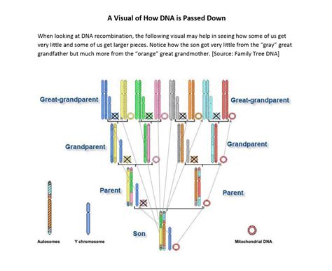 Are 11 lines genetic?