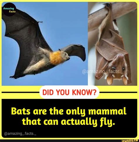 Are 16 bats the only mammal that can actually fly?