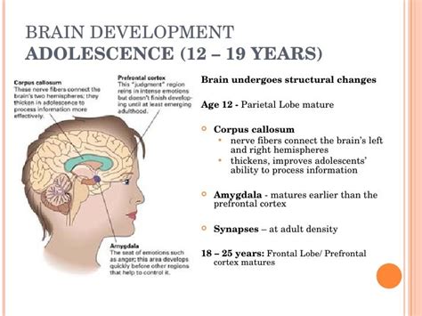 Are 19 year olds still developing?