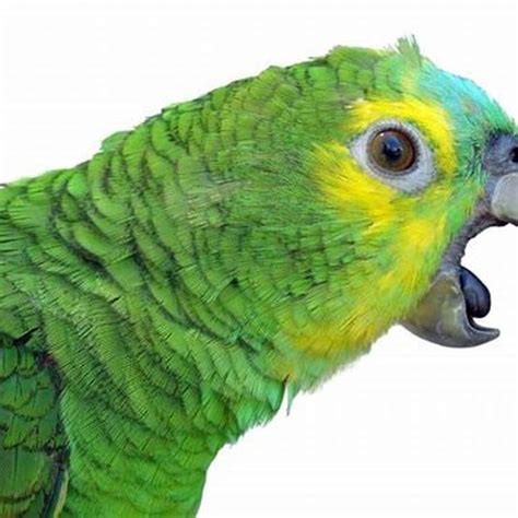 Are Amazon parrots aggressive?