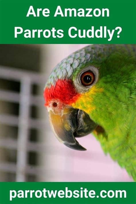 Are Amazon parrots cuddly?