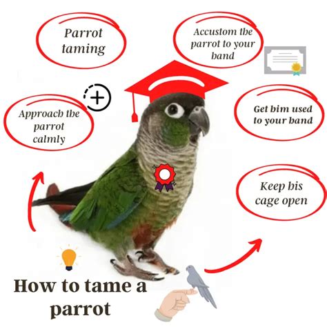 Are Amazon parrots easy to tame?