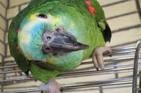 Are Amazon parrots for beginners?