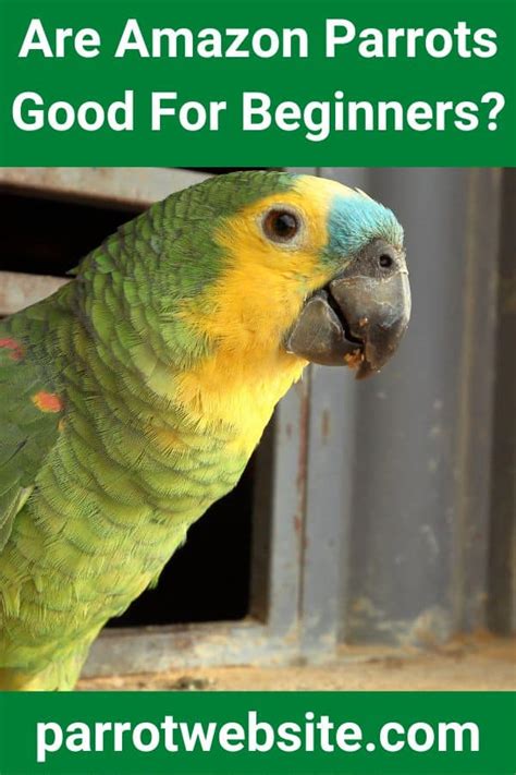 Are Amazon parrots good for beginners?