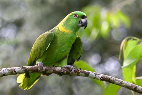 Are Amazon parrots good with other birds?