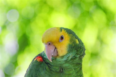 Are Amazon parrots high maintenance?