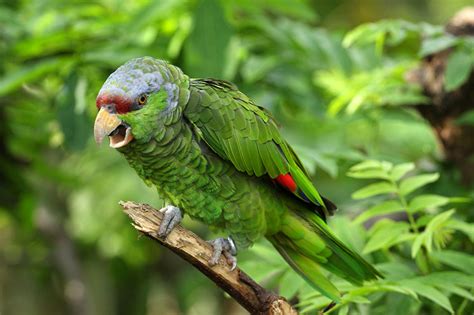 Are Amazon parrots noisy?