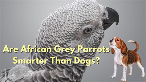 Are Amazon parrots smarter than dogs?