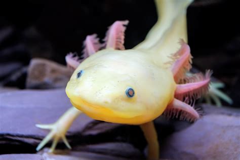 Are Axolotl endangered?