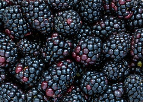 Are Blackberry actually berries?