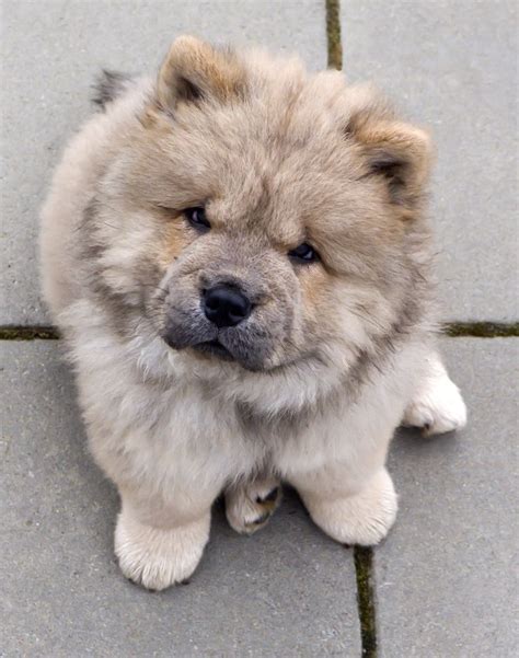 Are Chow Chow puppies healthy?