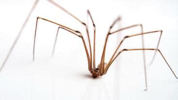 Are Daddy Long Legs aggressive?