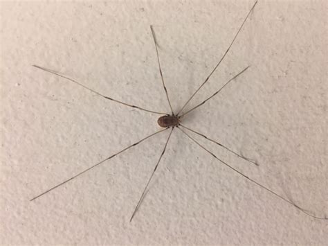 Are Daddy Long Legs all female?