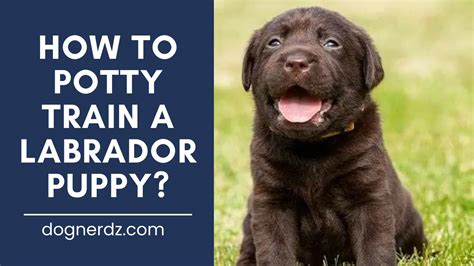 Are English Labs easy to potty train?