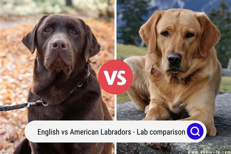 Are English Labs more calm than American Labs?