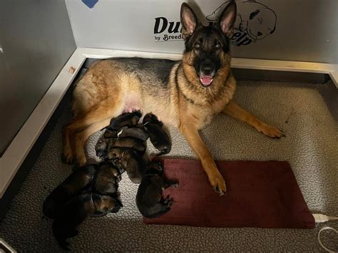 Are German Shepherds OK on their own?