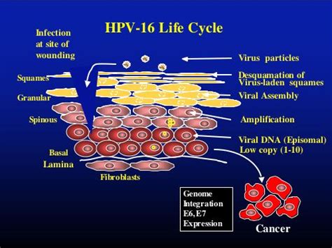 Are HPV 6 and 11 lifelong?