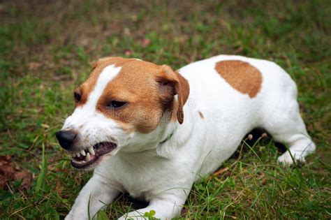 Are Jack Russells aggressive?