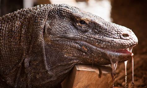 Are Komodo dragons smart?