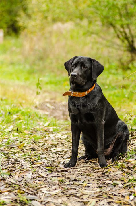 Are Lab dogs loyal?