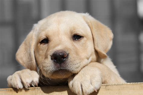 Are Lab puppies shy?