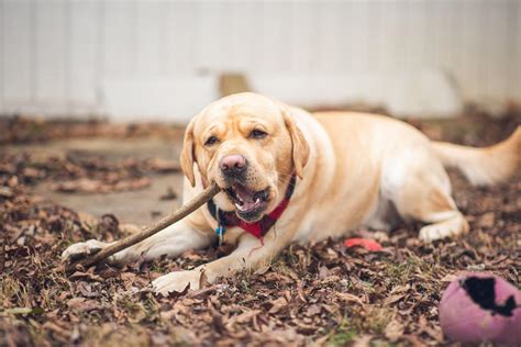 Are Labradors allergic to chicken?