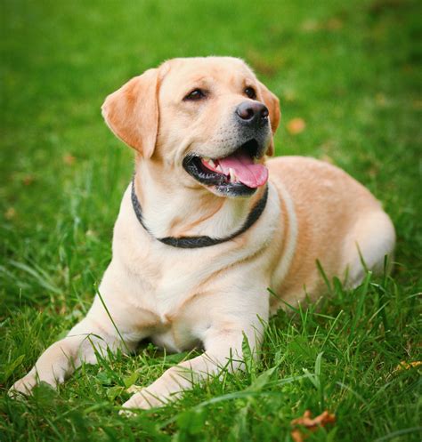 Are Labradors the nicest dogs?