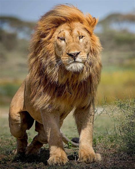 Are Lions intelligent?