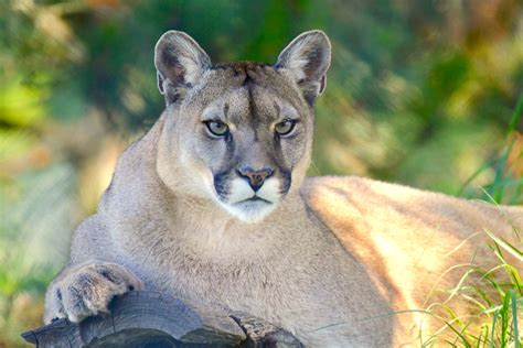 Are Lions legal in Ontario?