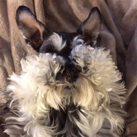 Are Mini Schnauzers shy?