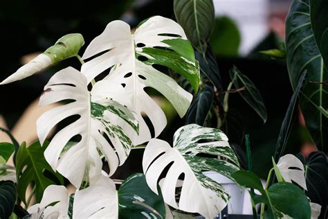 Are Monstera toxic to dogs?