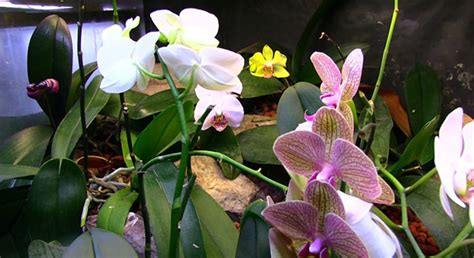 Are Phalaenopsis orchids safe for dogs?