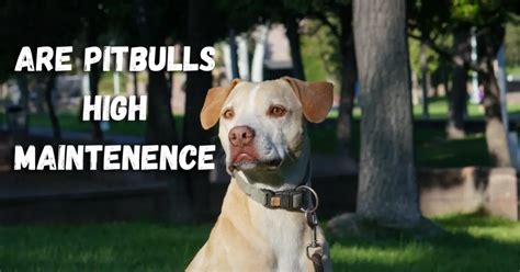 Are Pit Bulls easy to take care of?