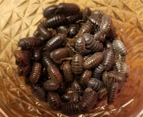 Are Rollie Pollies bad?