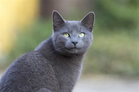 Are Russian Blue cats deaf?