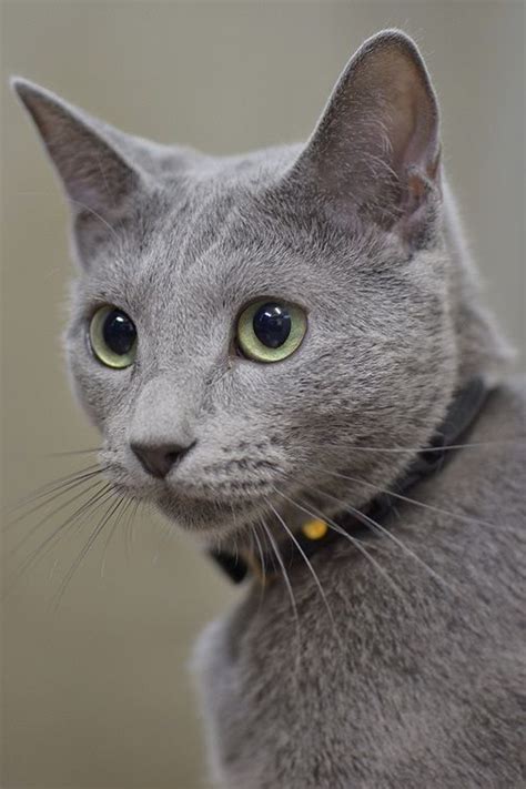 Are Russian Blue cats shy?