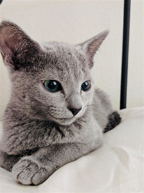 Are Russian blue cats friendly?