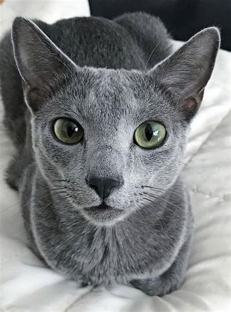 Are Russian blue cats smart?