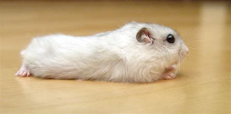 Are Russian dwarf hamsters friendly?