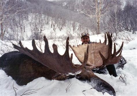 Are Russian moose the biggest?