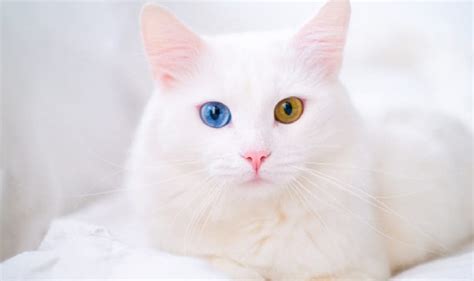 Are Russian white cats expensive?