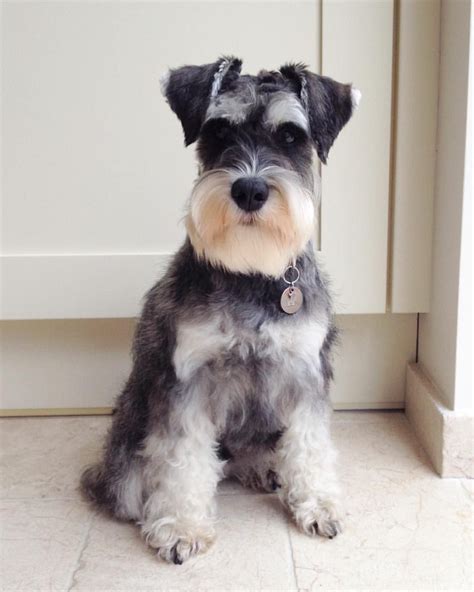 Are Schnauzers as smart as poodles?