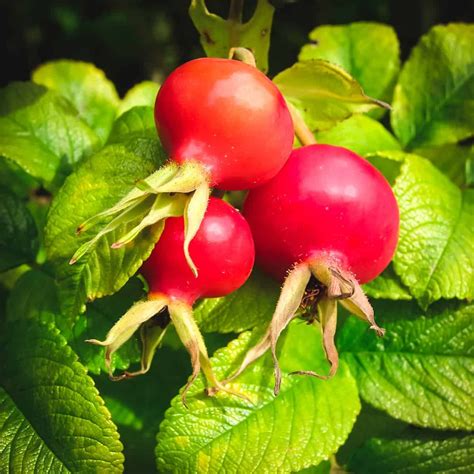 Are Wild Rose hips edible?