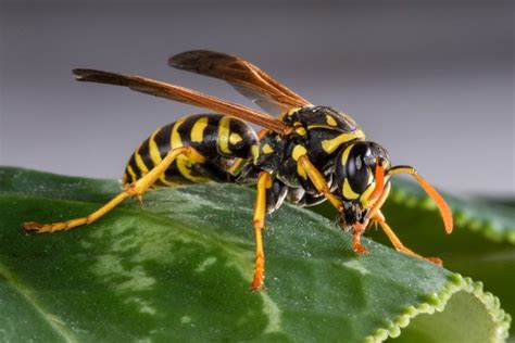 Are Yellow Jackets friendly?