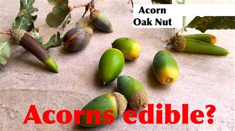 Are acorns edible for dogs?