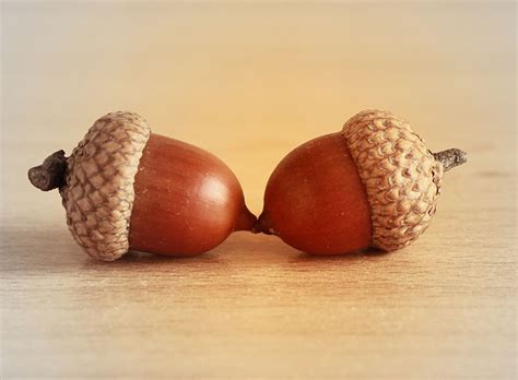 Are acorns lucky?