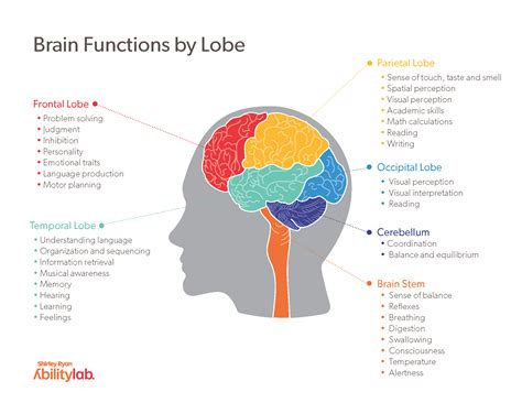 Are actors brains different?