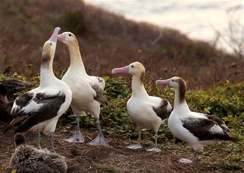 Are albatross extinct?