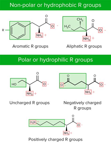Are all R groups hydrophilic?