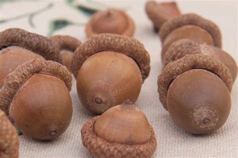 Are all acorn nuts edible?